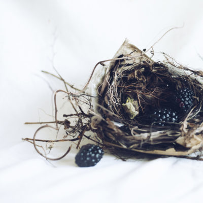 Curtis Speer_Nest & Blackberries Curtis Speer_Nest & Blackberries